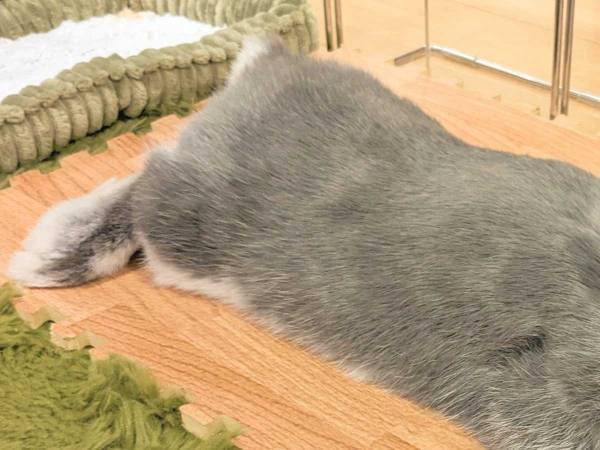 床暖房に魅了されているのは？　「かわいすぎ」「癒された」