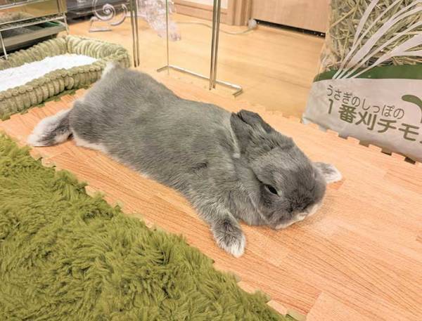 床暖房に魅了されているのは？　「かわいすぎ」「癒された」