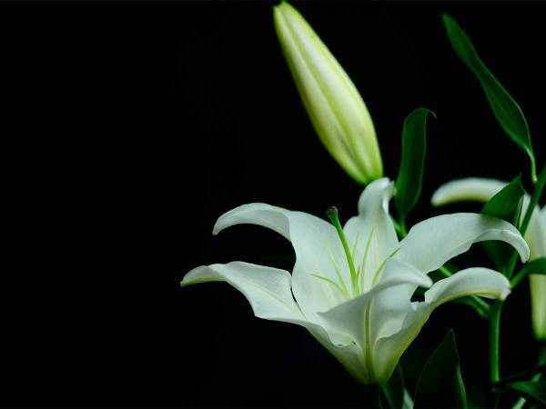 松原千明さんがハワイ州の自宅で逝去　６４歳　ネット上で悲しみの声広がる