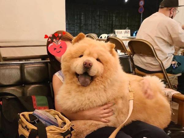 「自分の大きさを分かってない」　心は赤ちゃんのままの巨大犬