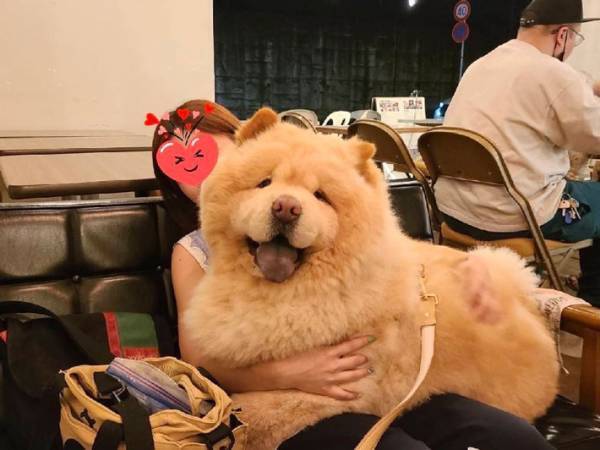 「自分の大きさを分かってない」　心は赤ちゃんのままの巨大犬