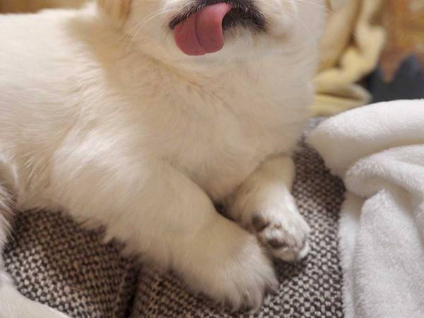 「これは反則」「赤ちゃんみたい」　帰宅した飼い主が急いでリビングに向かう理由