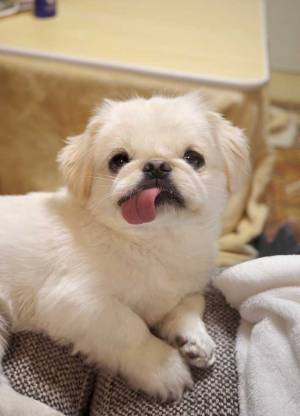 「これは反則」「赤ちゃんみたい」　帰宅した飼い主が急いでリビングに向かう理由