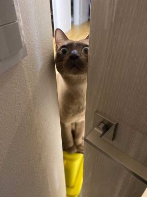 帰宅後、部屋の扉を開けると…？　「ホラー映画じゃん」「笑っちゃった！」