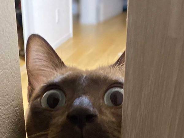 帰宅後、部屋の扉を開けると…？　「ホラー映画じゃん」「笑っちゃった！」