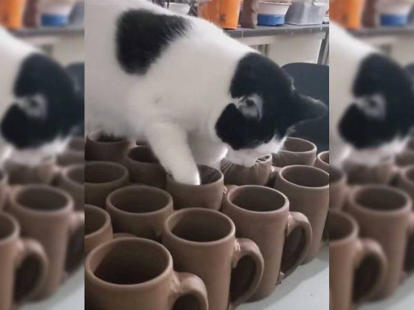 猫が犯した罪　そのかわいさに２０万を超える『いいね』