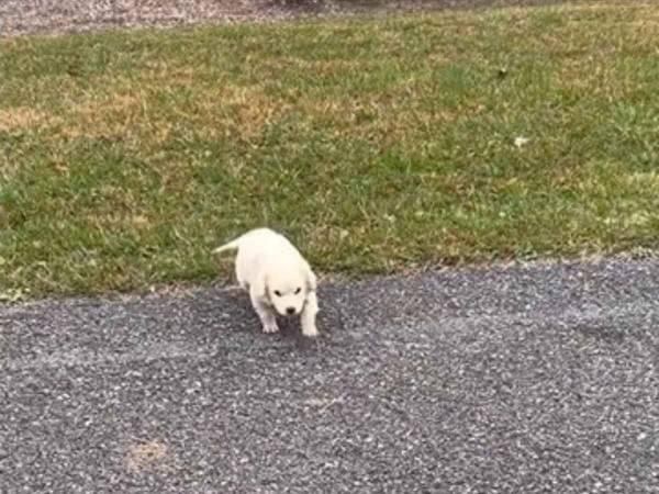 子犬を拾った女性　憤りながらも「捨てられた理由が…分かった気がする」