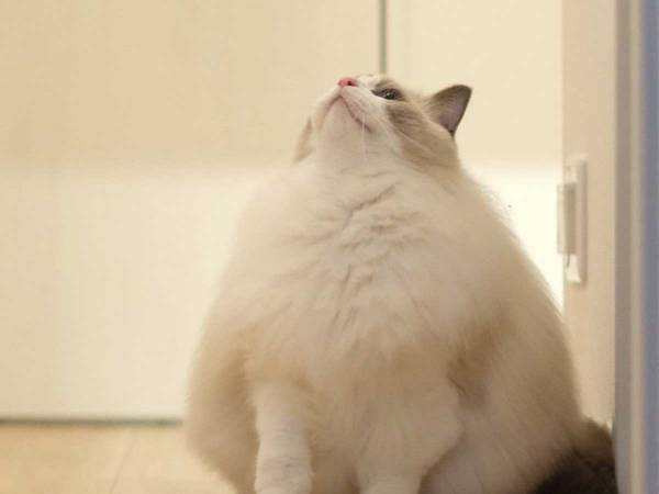 『雪見だいふく』のような猫に、心を打ち抜かれる人続出　「想像以上にモフモフ」