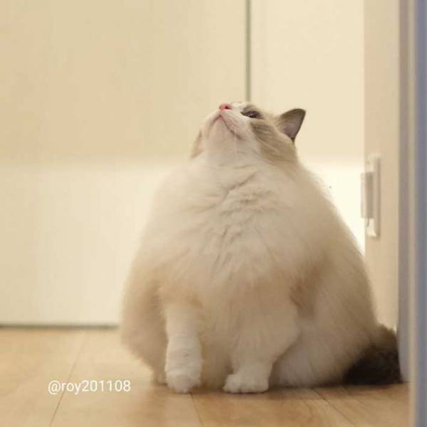 『雪見だいふく』のような猫に、心を打ち抜かれる人続出　「想像以上にモフモフ」