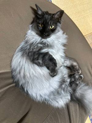 獣医師も驚いた子猫の変貌ぶり　子猫時代と見比べてみると？