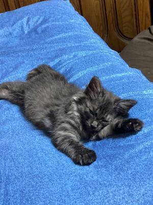 獣医師も驚いた子猫の変貌ぶり　子猫時代と見比べてみると？