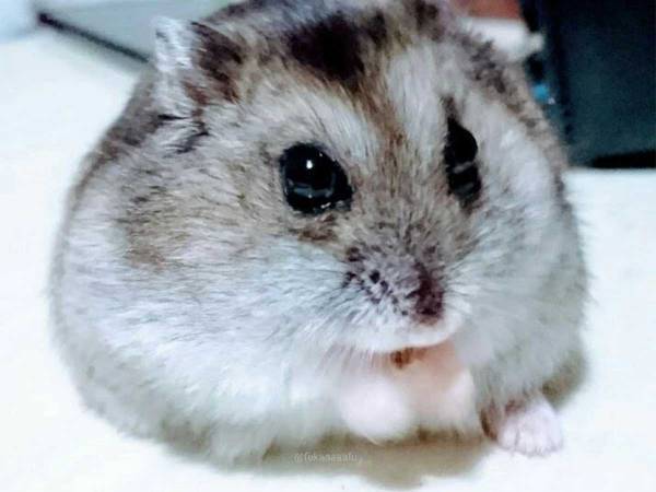 カボチャを与えたら異変が…　病院でいわれた『衝撃の言葉』に「笑った」の声！