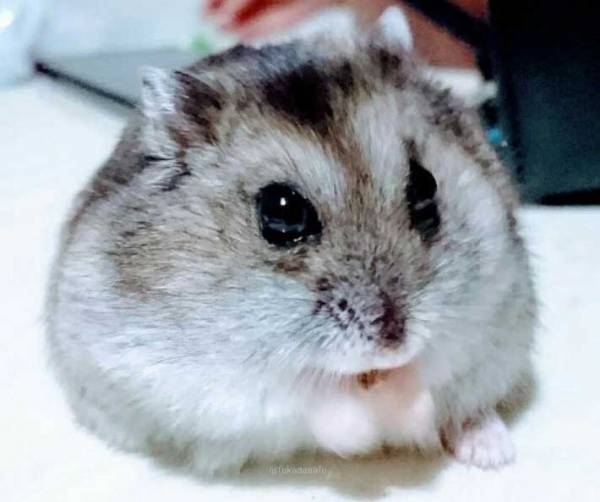 カボチャを与えたら異変が…　病院でいわれた『衝撃の言葉』に「笑った」の声！