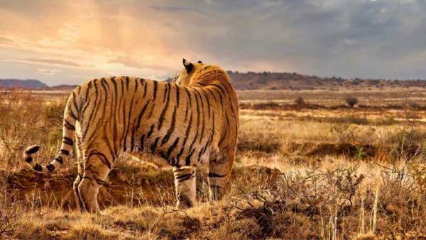 まだ諦めないで…！　２０２２年は最強運の『五黄の寅』　ラッキーデーを要チェック