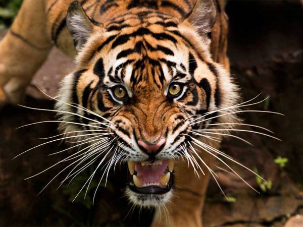 まだ諦めないで…！　２０２２年は最強運の『五黄の寅』　ラッキーデーを要チェック