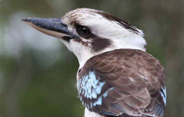 つられ笑い必至！　おじさんみたいな鳴き声の鳥がこちら
