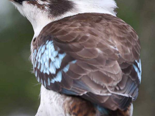 つられ笑い必至！　おじさんみたいな鳴き声の鳥がこちら