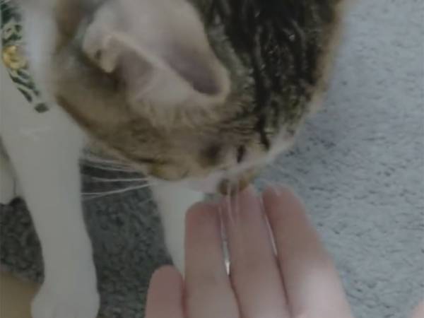 飼い主の報告に、獣医師「変わった猫ですね」