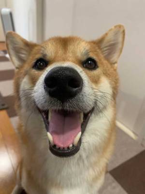 「注意してほしい」　動物病院で医師が愛犬に告げた言葉に「愉快で笑った！」