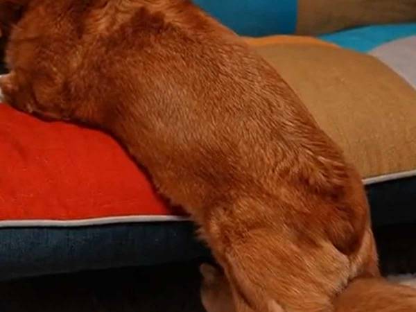 ソファにもたれて寝ていた犬　感じた違和感の正体に「シュールで吹いた！」