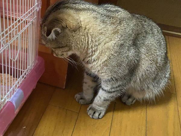 獣医師「環境の変化とかありました？」　猫が不調になった原因に「泣いた」