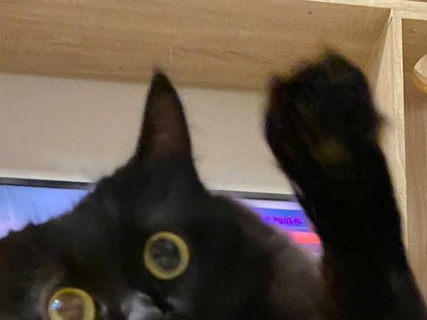 「腹筋崩壊した」「いい表情」　飼い主が絶賛した猫の表情をご覧ください