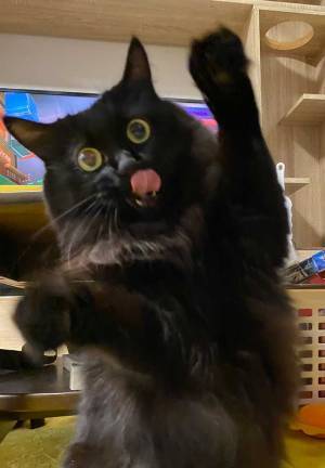 「腹筋崩壊した」「いい表情」　飼い主が絶賛した猫の表情をご覧ください