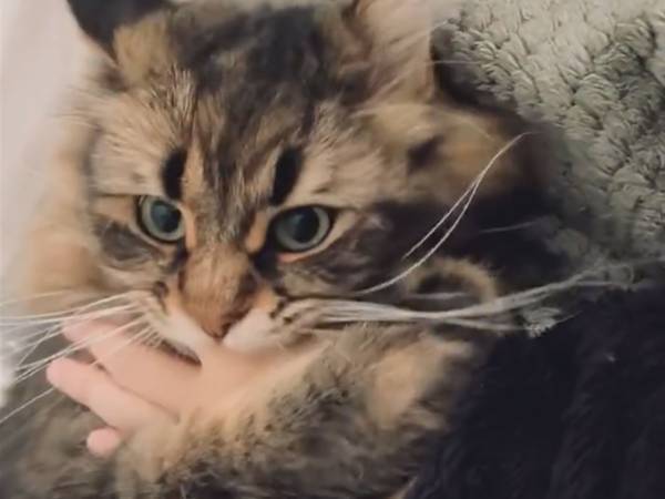 「痛いんですけど…」　我を忘れていた猫、『飼い主の注意』にハッとして？