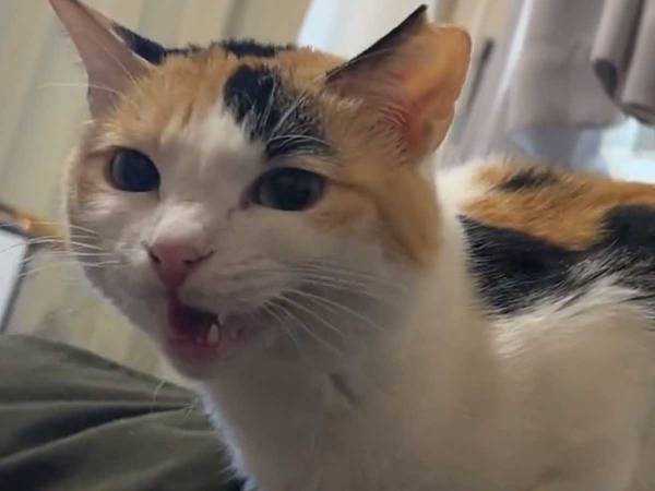 「バグってる？」　猫の特徴的な鳴き声に、さまざまな感想があがる