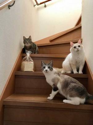 テーブルの上の『食パン』が忽然と消えた？犯行現場を撮影した１枚に爆笑