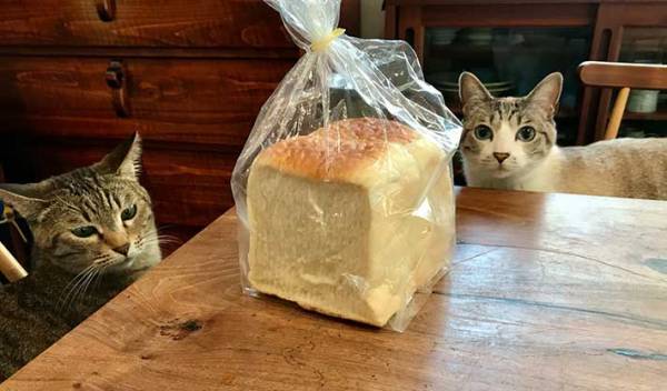 テーブルの上の『食パン』が忽然と消えた？犯行現場を撮影した１枚に爆笑