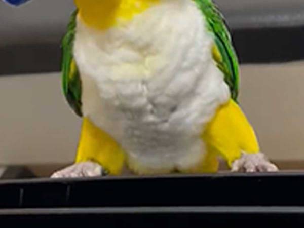 おもちゃのバーベルを渡されると…？　インコの動きに「マッチョだ」「すごい！」