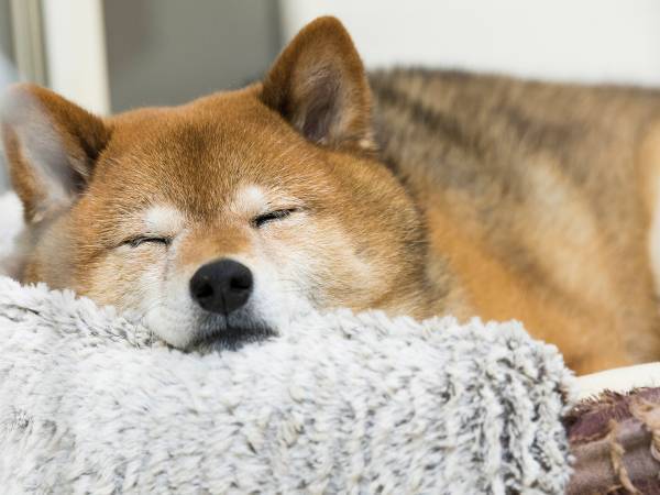 ゾロリの『１週間で一番寝心地のいい時間』に共感の嵐　「本当にそれ」「泣くほど分かる」