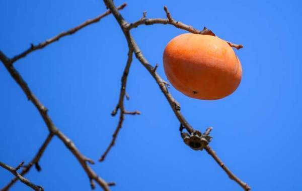 晩秋に見かける柿の木の『木守り』は、ぜひ残してほしい風景