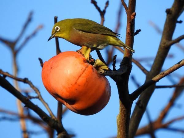 晩秋に見かける柿の木の『木守り』は、ぜひ残してほしい風景