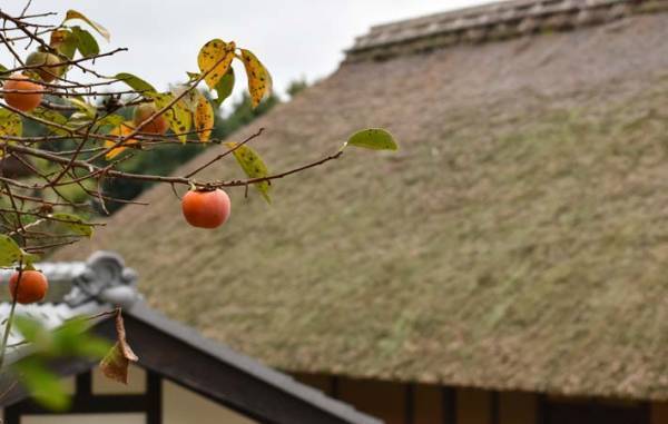 晩秋に見かける柿の木の『木守り』は、ぜひ残してほしい風景