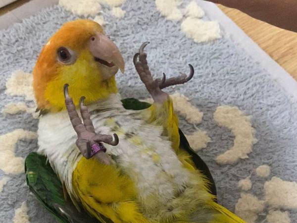 インコが脚の病気かと思ったら？　獣医師の言葉に「ジーンとした」「優しい世界」