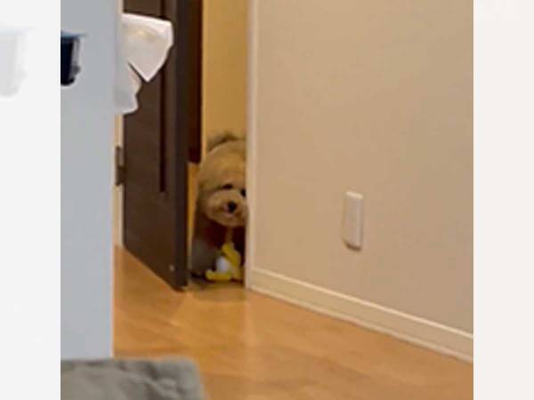 視線を感じて、ふと見ると…　覗いていた正体に「笑った」「かわいすぎる」