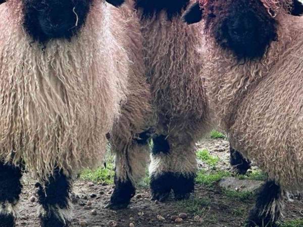 『世界一かわいいヒツジ』の髪型に大反響！　「似合ってる」「大笑いした」