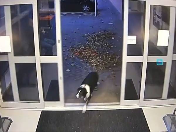 警察署に向かった１匹の犬　驚きの理由に「こういうの大好き」「賢すぎる」