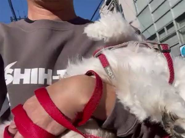 通行人が二度見、三度見しそうな姿　散歩中のシーズーに「えっ？」