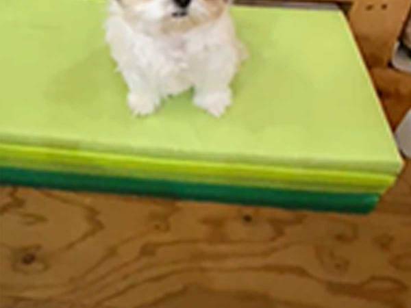 芸のレッスンに励むシーズー　「１日３０回は見てる」「ドヤ顔がたまらん」