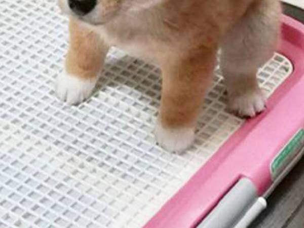 「ずっと見ていられる」「ぬ、ぬいぐるみ？」豆柴の可愛さが爆発した写真がこちら！