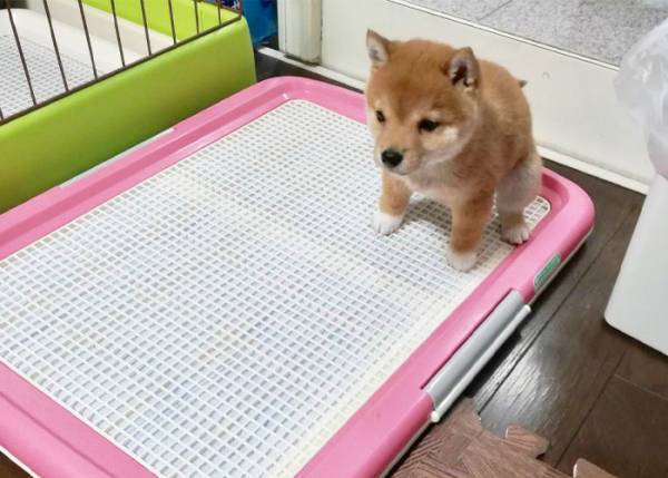 「ずっと見ていられる」「ぬ、ぬいぐるみ？」豆柴の可愛さが爆発した写真がこちら！