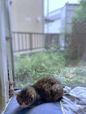 「ヒエッ…」「うわっ！」愛猫を撮ったはずの写真…おわかりいただけただろうか？