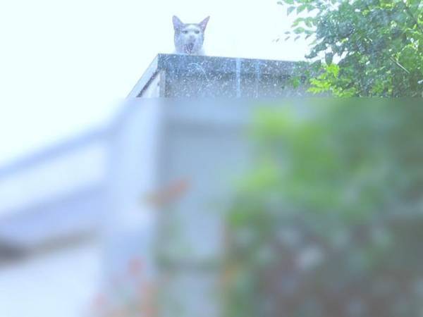 「ヒエッ…」「うわっ！」愛猫を撮ったはずの写真…おわかりいただけただろうか？
