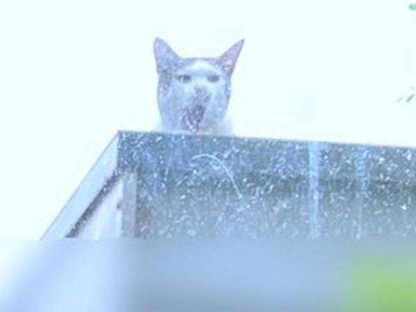 「ヒエッ…」「うわっ！」愛猫を撮ったはずの写真…おわかりいただけただろうか？