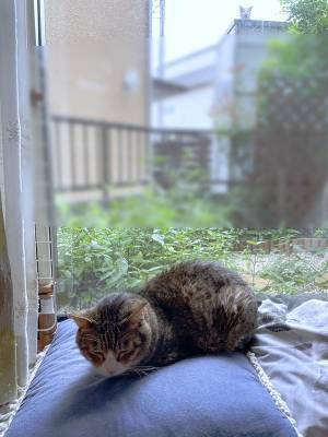 「ヒエッ…」「うわっ！」愛猫を撮ったはずの写真…おわかりいただけただろうか？