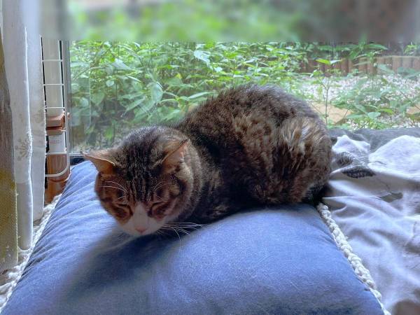 「ヒエッ…」「うわっ！」愛猫を撮ったはずの写真…おわかりいただけただろうか？