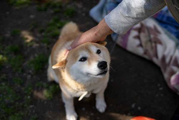 退院した飼い主と犬　再会を撮影した４枚に「泣きそう」「本当によかった」